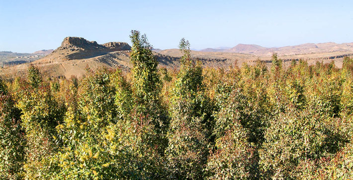 khat plantation in Yeman
